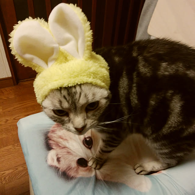 kumingさんの実例写真