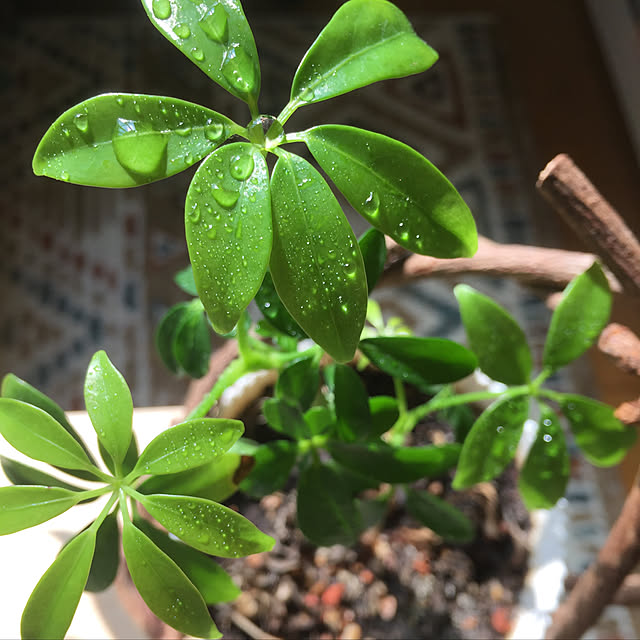 greenさんの実例写真