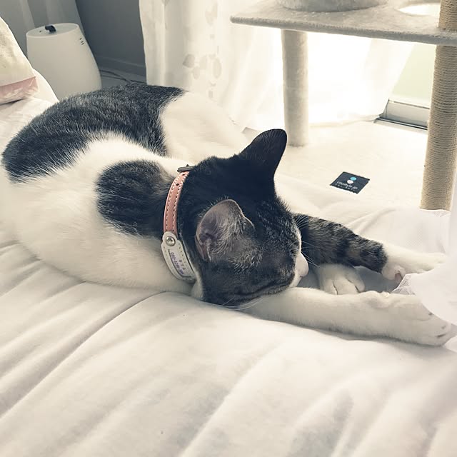 Shihoさんの実例写真