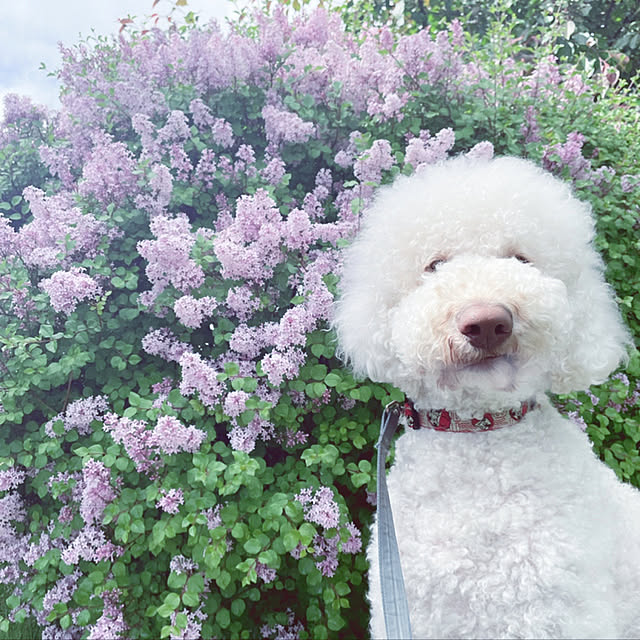 Mrs.Vさんの実例写真