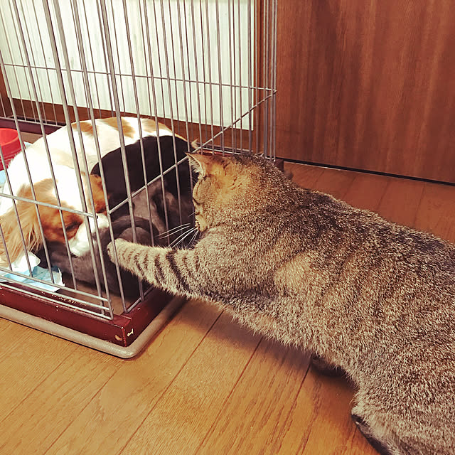 pepeさんの実例写真