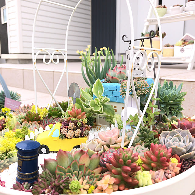 多肉植物 黄金細葉万年草 根付き 抜き苗 - メルカリ