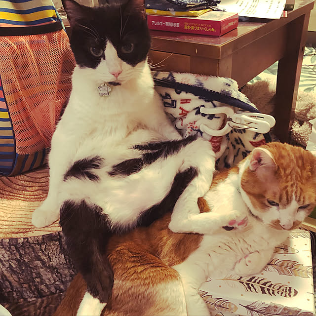mikenekoさんの実例写真