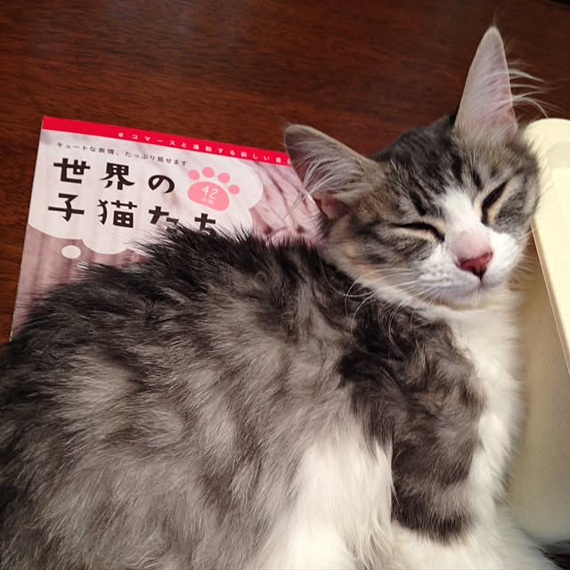 実例写真