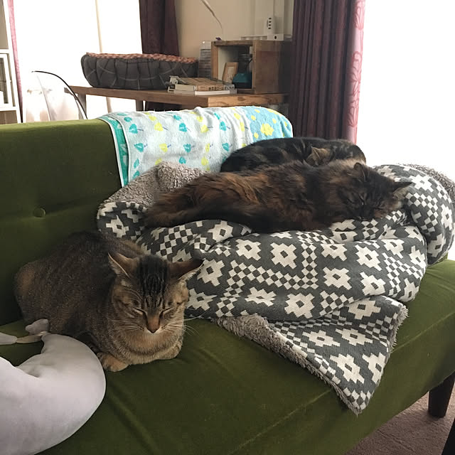 mikomaruさんの実例写真