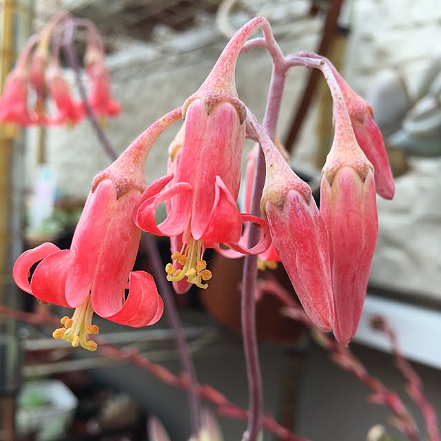 玄関/入り口/お久しぶりです☆:*･ﾟ/多肉植物/植物のある暮らし/植物...などのインテリア実例 - 2017-06-17 05:06:36