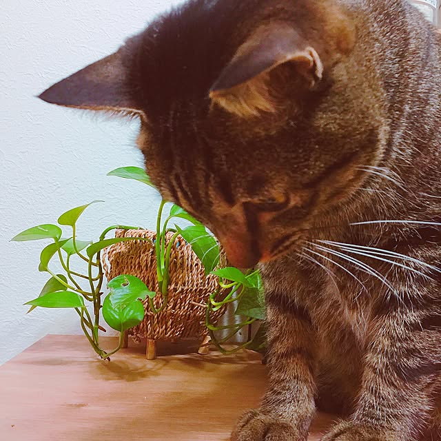nyan.73さんの実例写真