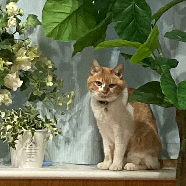 chakuron.iさんの実例写真