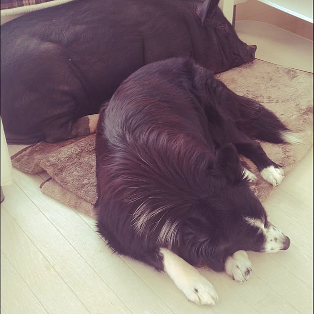 YukAさんの実例写真