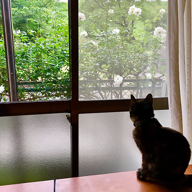 nerogaraginさんの実例写真