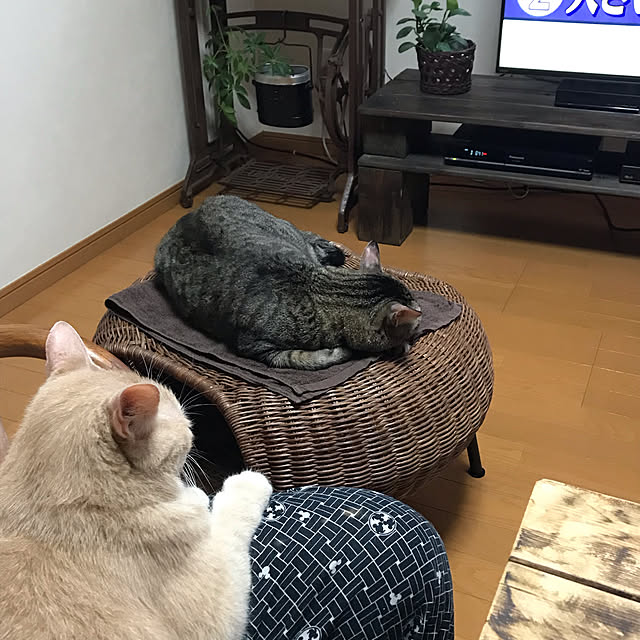 mikan161さんの実例写真