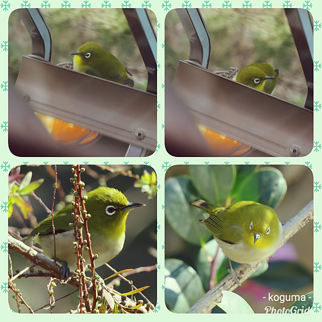 kogumaさんの実例写真