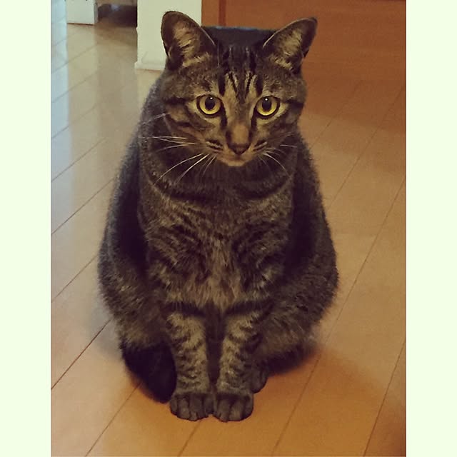 nyan.73さんの実例写真