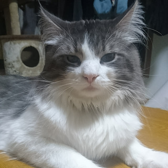 shinobuさんの実例写真