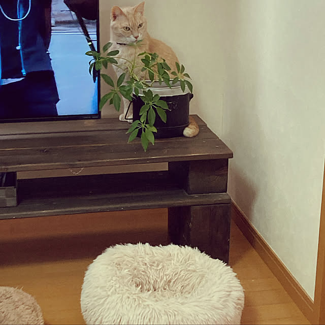 mikan161さんの実例写真