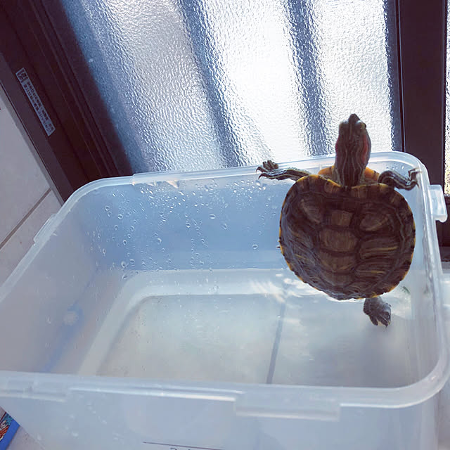 serotiさんの実例写真