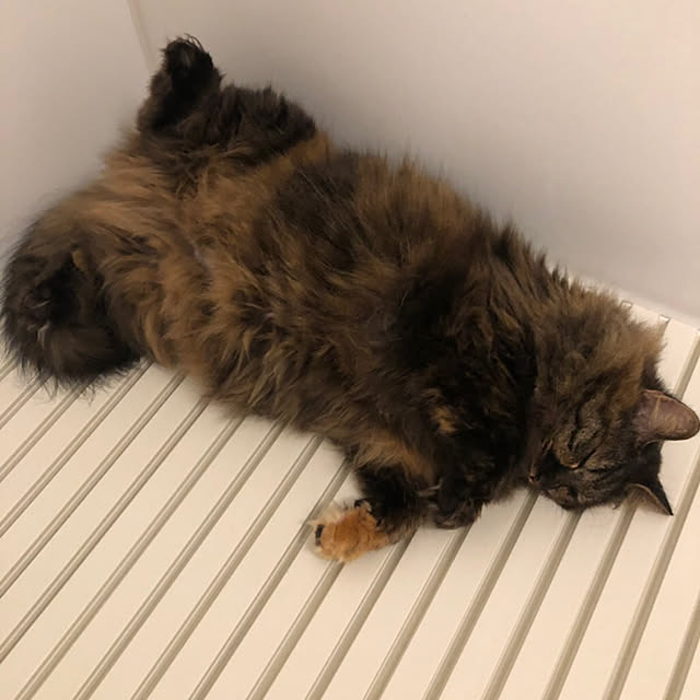mikomaruさんの実例写真