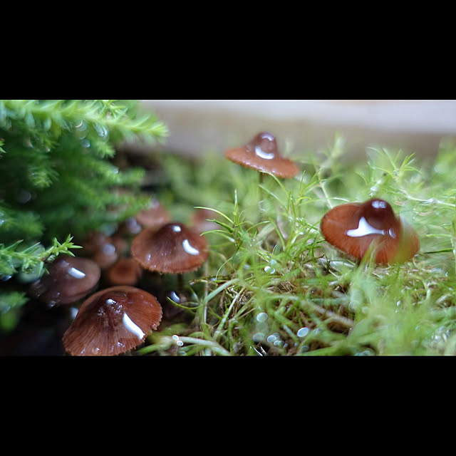 NKGardenさんの実例写真