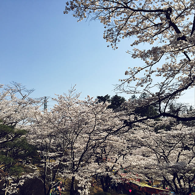 壁/天井/お花見❀のインテリア実例 - 2018-03-31 20:55:18
