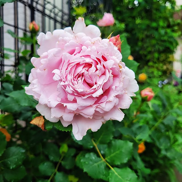 mimi828さんの実例写真