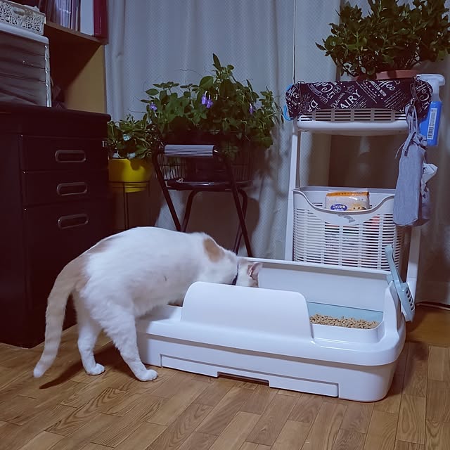 NOAHさんの実例写真