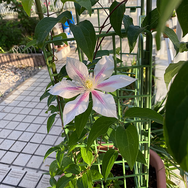 chIoeさんの部屋