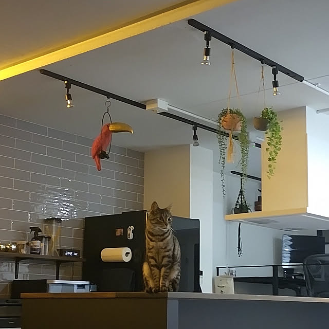 dsimbaさんの実例写真