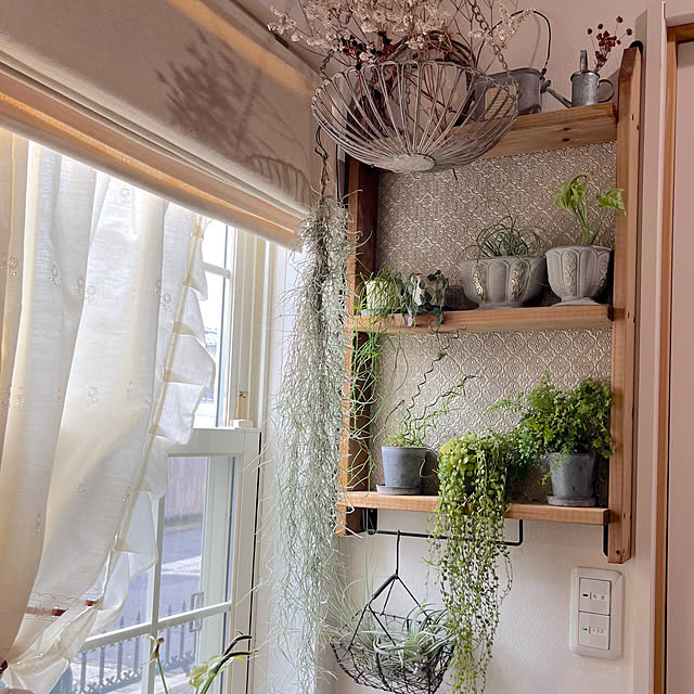 棚/壁の棚/観葉植物のある暮らし/観葉植物/DIY棚...などのインテリア実例 - 2024-08-30 12:07:25