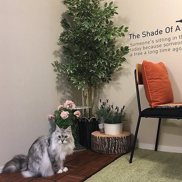Chitoseさんの実例写真
