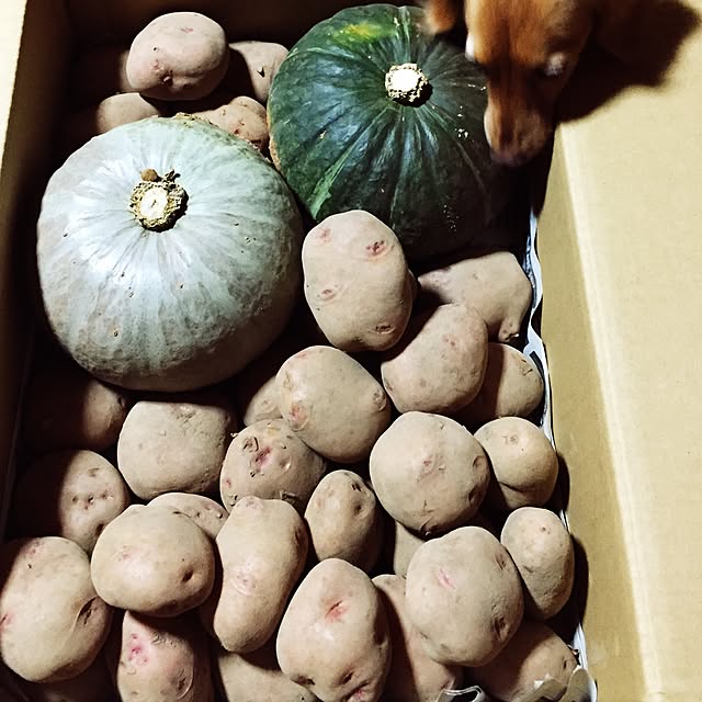 sakuさんの実例写真