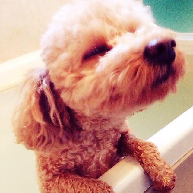 mintさんの実例写真