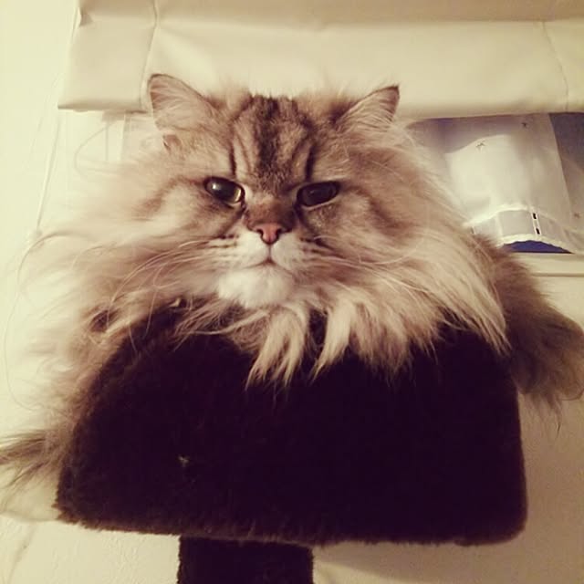 tokoさんの実例写真