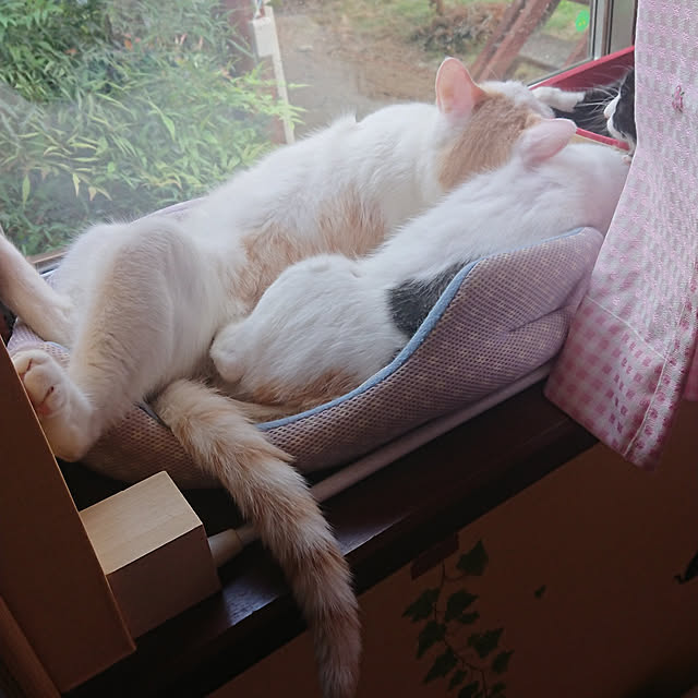 muuchanさんの実例写真