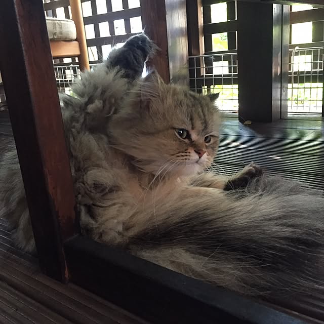 butachanさんの実例写真
