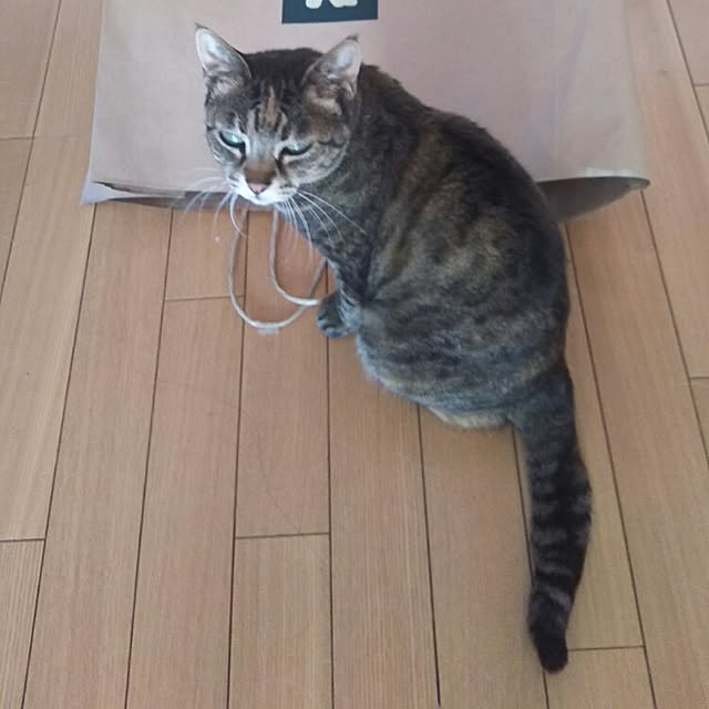 sakuraさんの実例写真
