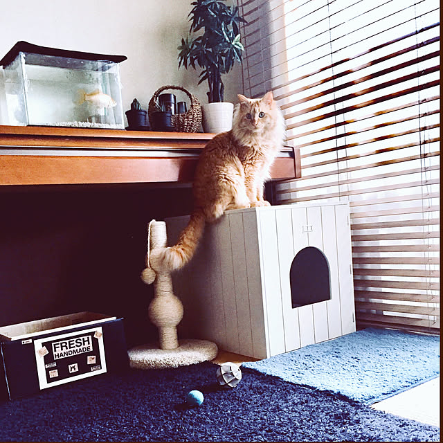 Ryokoさんの実例写真