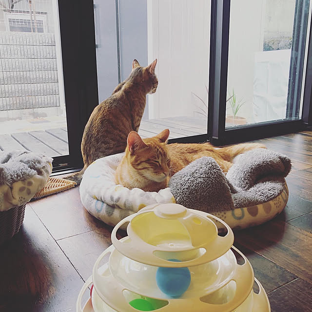 imosukeさんの実例写真