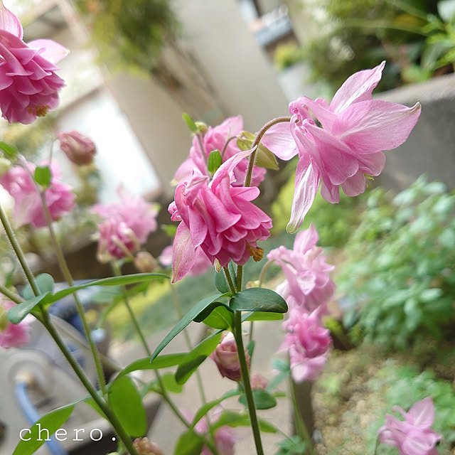 chero.さんの実例写真