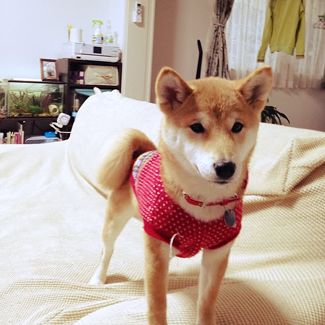 mizutamaさんの実例写真
