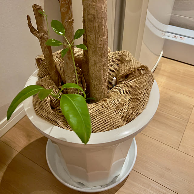 mocoさんの部屋