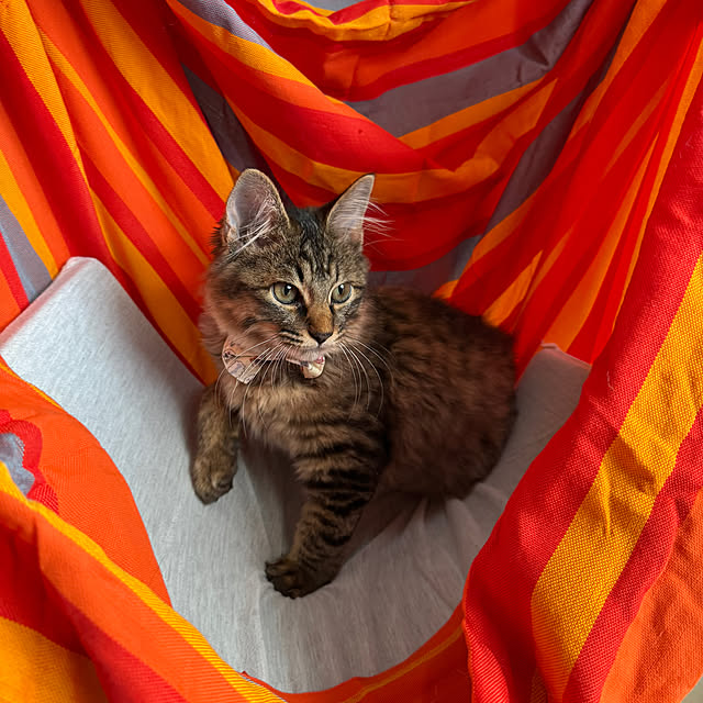nekozo328さんの実例写真