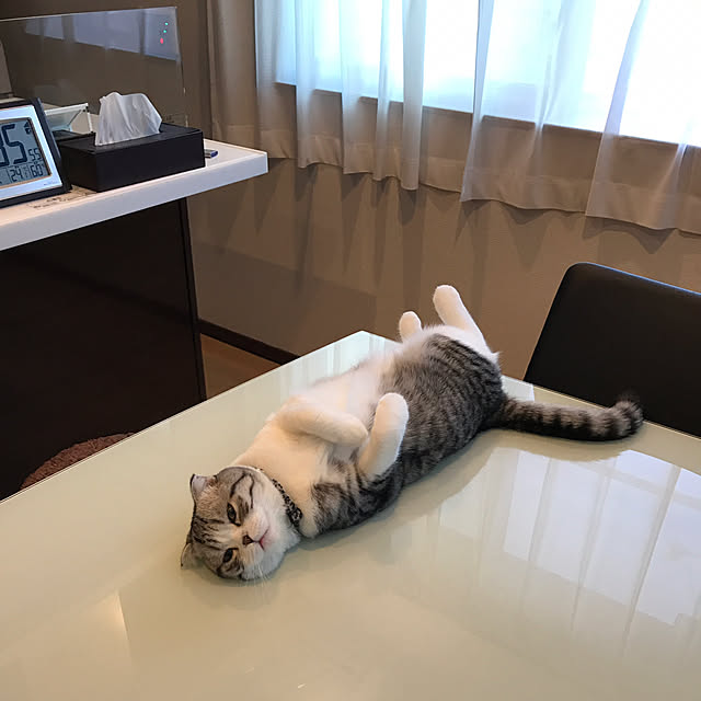 Dahliaさんの実例写真