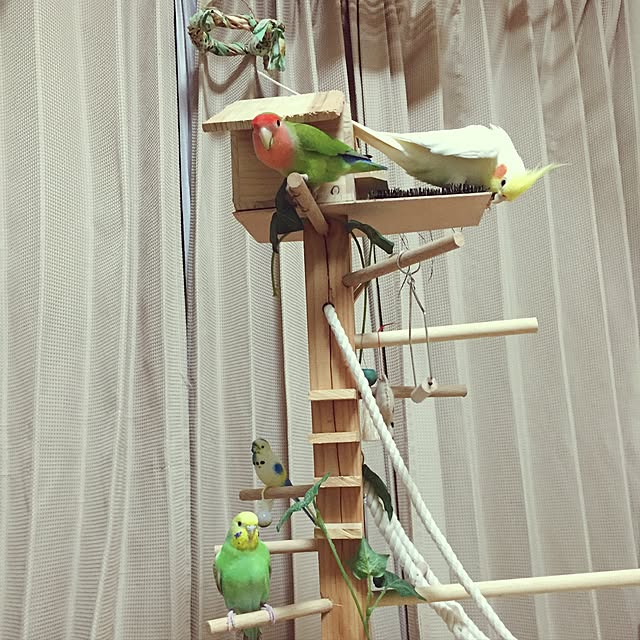 toratanさんの実例写真