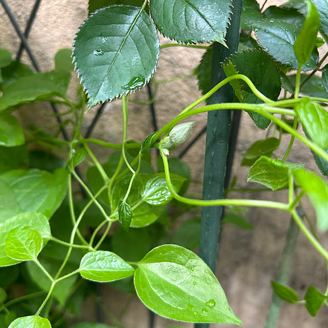 fumikoiさんの部屋