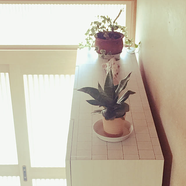 cocoさんの実例写真