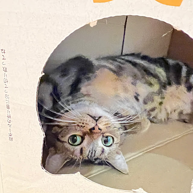 karinさんの実例写真