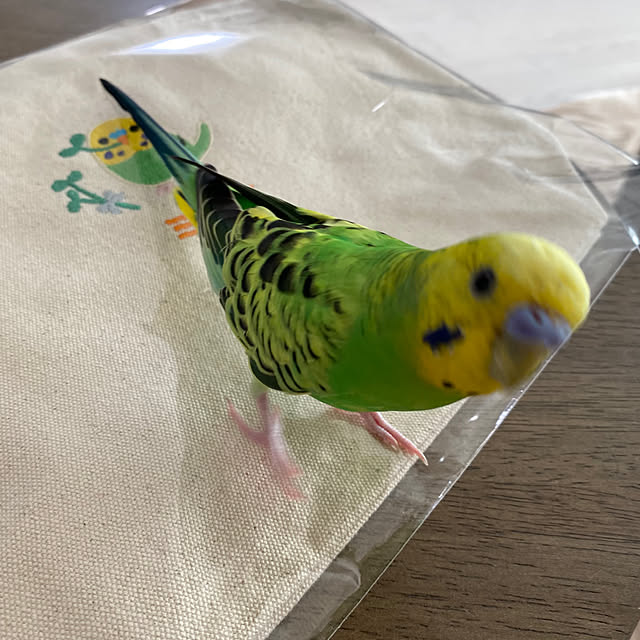 ohanaさんの部屋