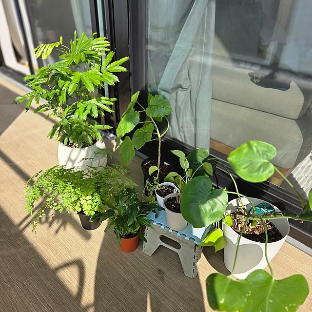 kotoraさんの実例写真