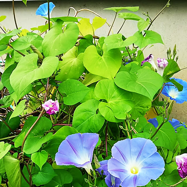 sunflowerさんの実例写真