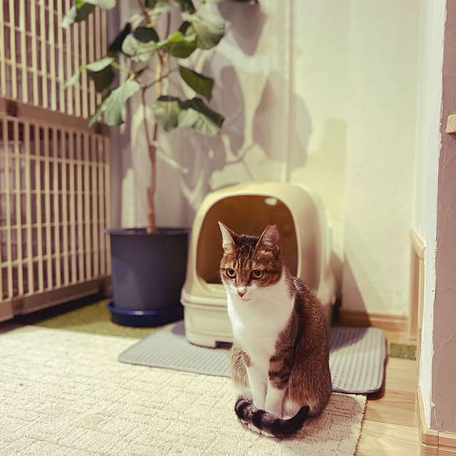 Com816さんの実例写真
